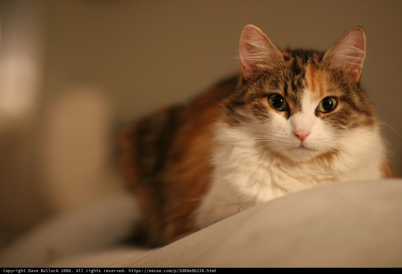 Calico Cat on the Bed
