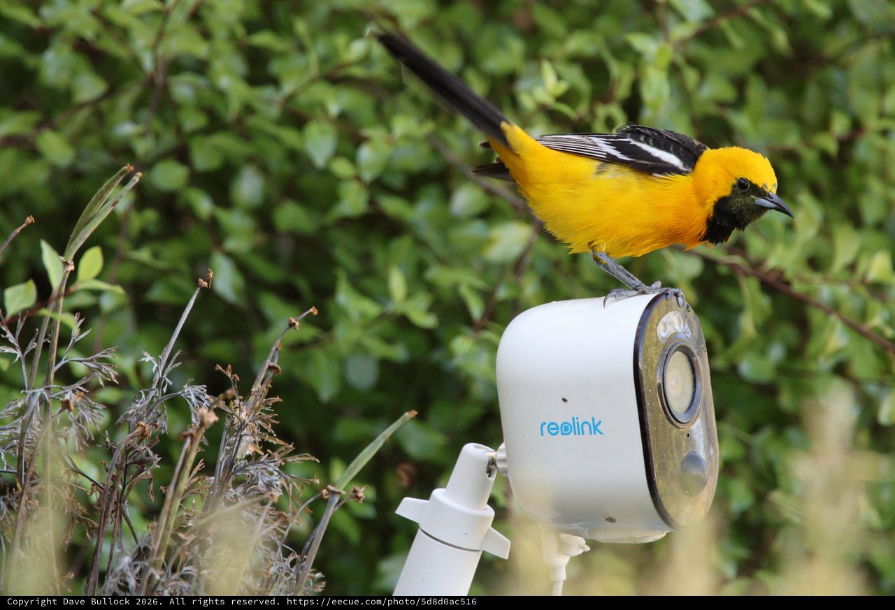 Hooded Oriole Perched on Security Camera