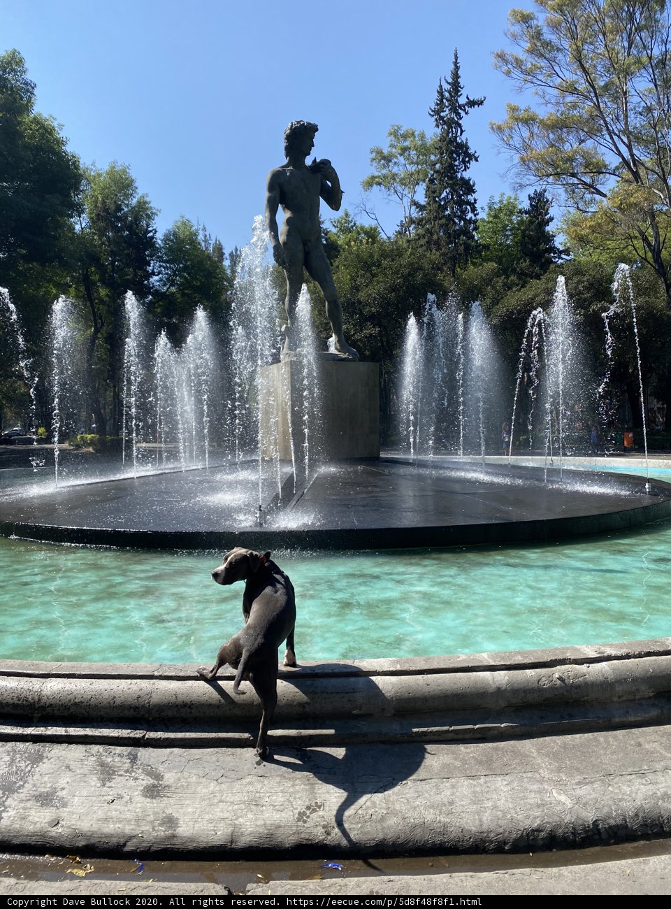 A Canine's View of Plaza Rio De Janeiro