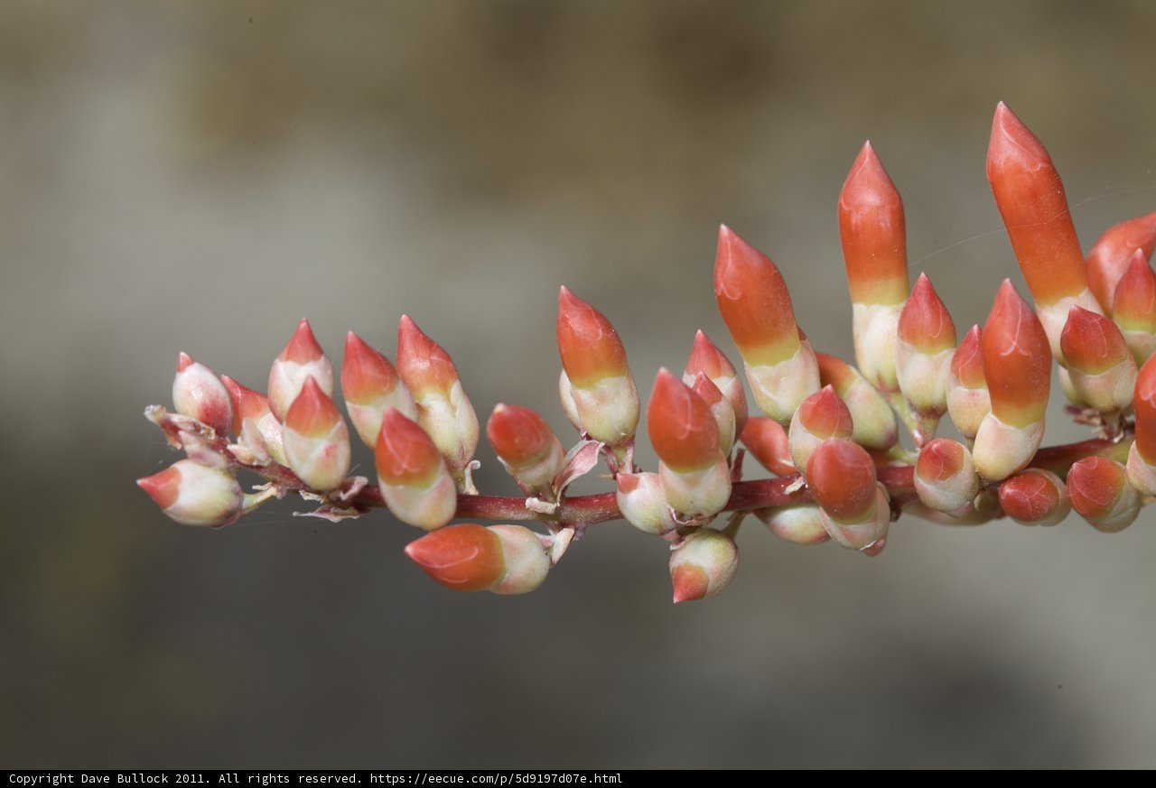 Fiery Blooms