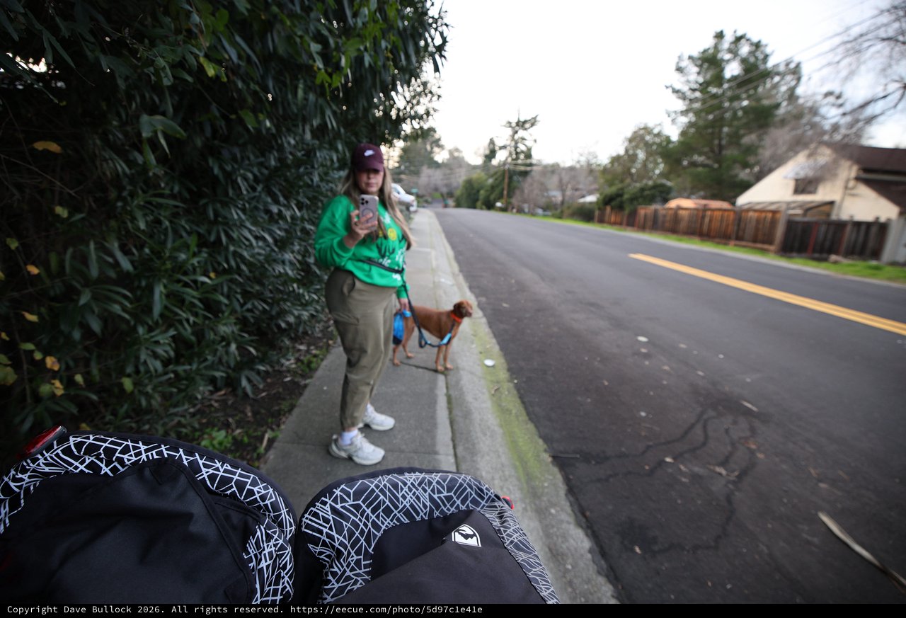 Early Morning Dog Walk on Suburban Street