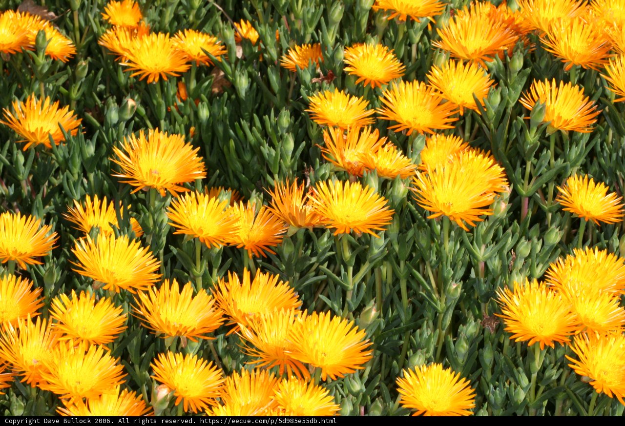 Field of Golden Treasures