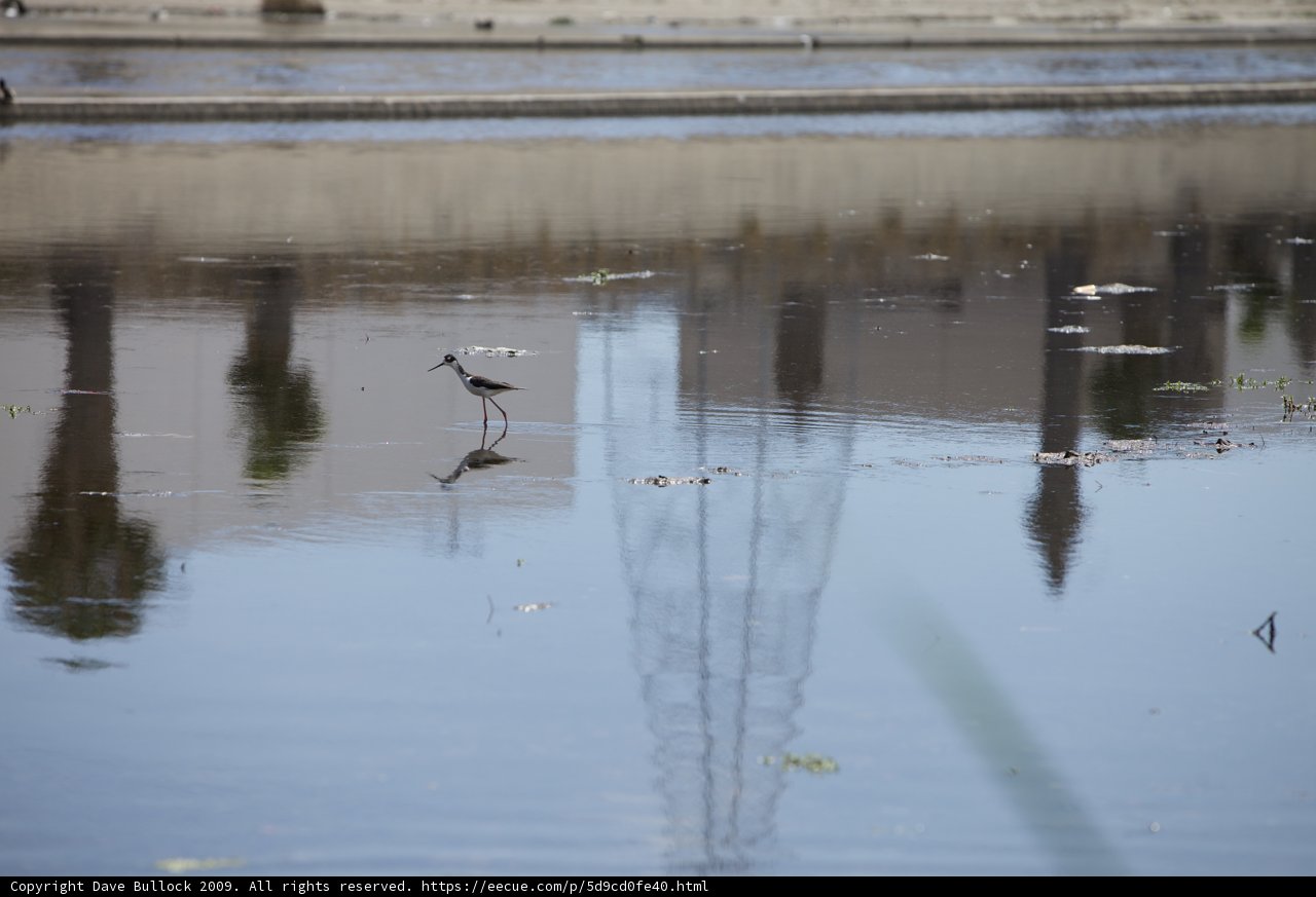 Reflections of Nature