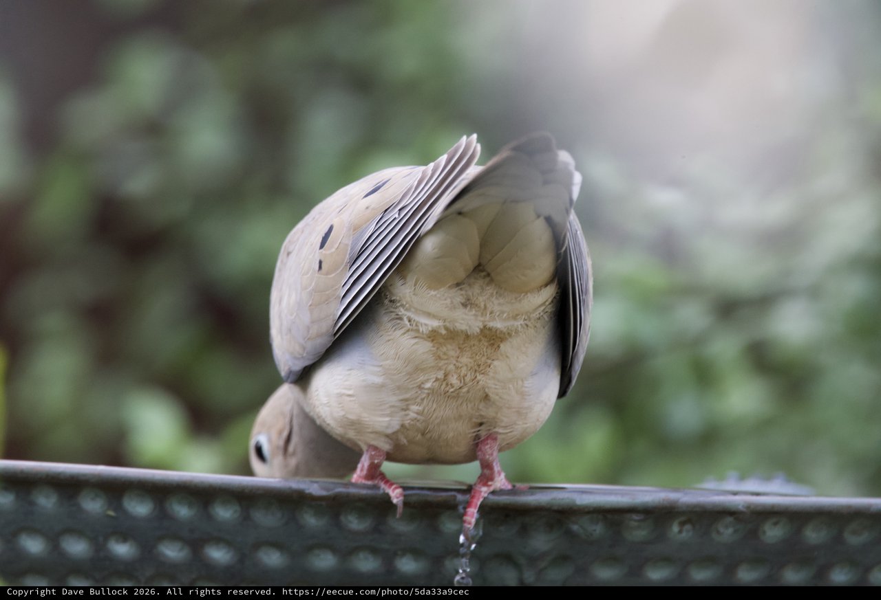 Mourning Dove Preening on Decorative Metal Perch