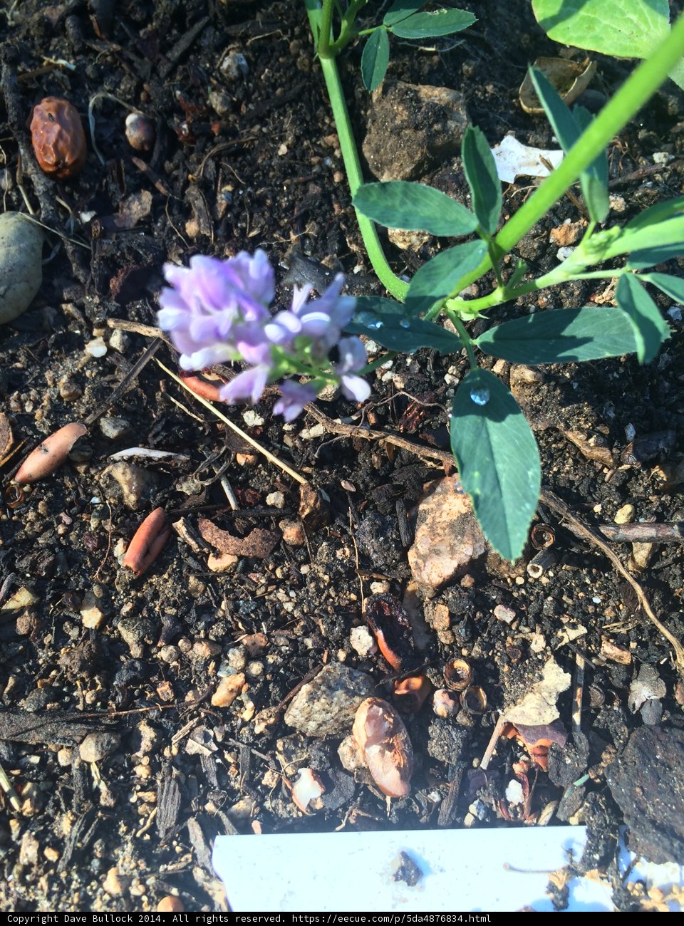 A Majestic Purple Flower Blooming in Altadena