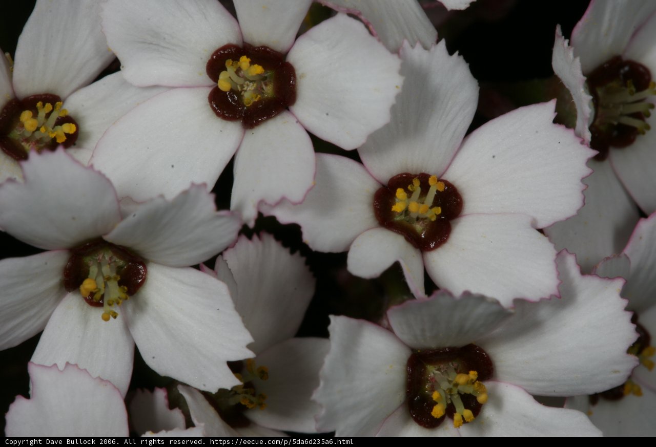 Blooming Beauty