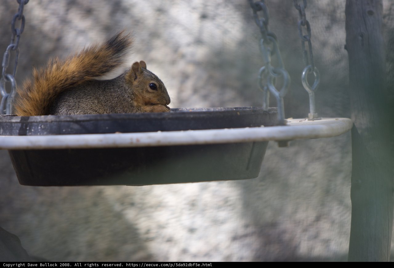 Nutty Visitor
