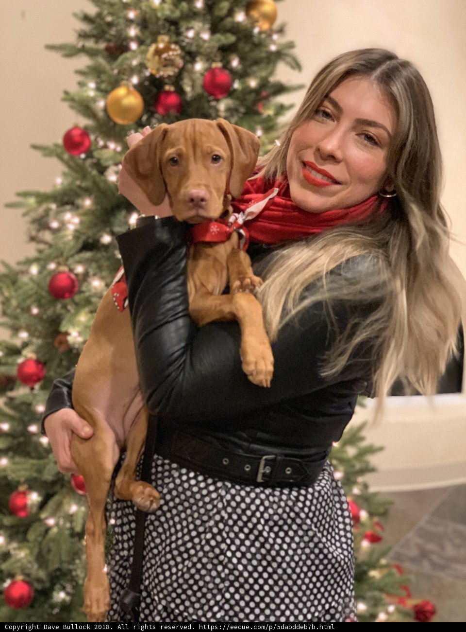 A Merry Christmas with My Furry Friend