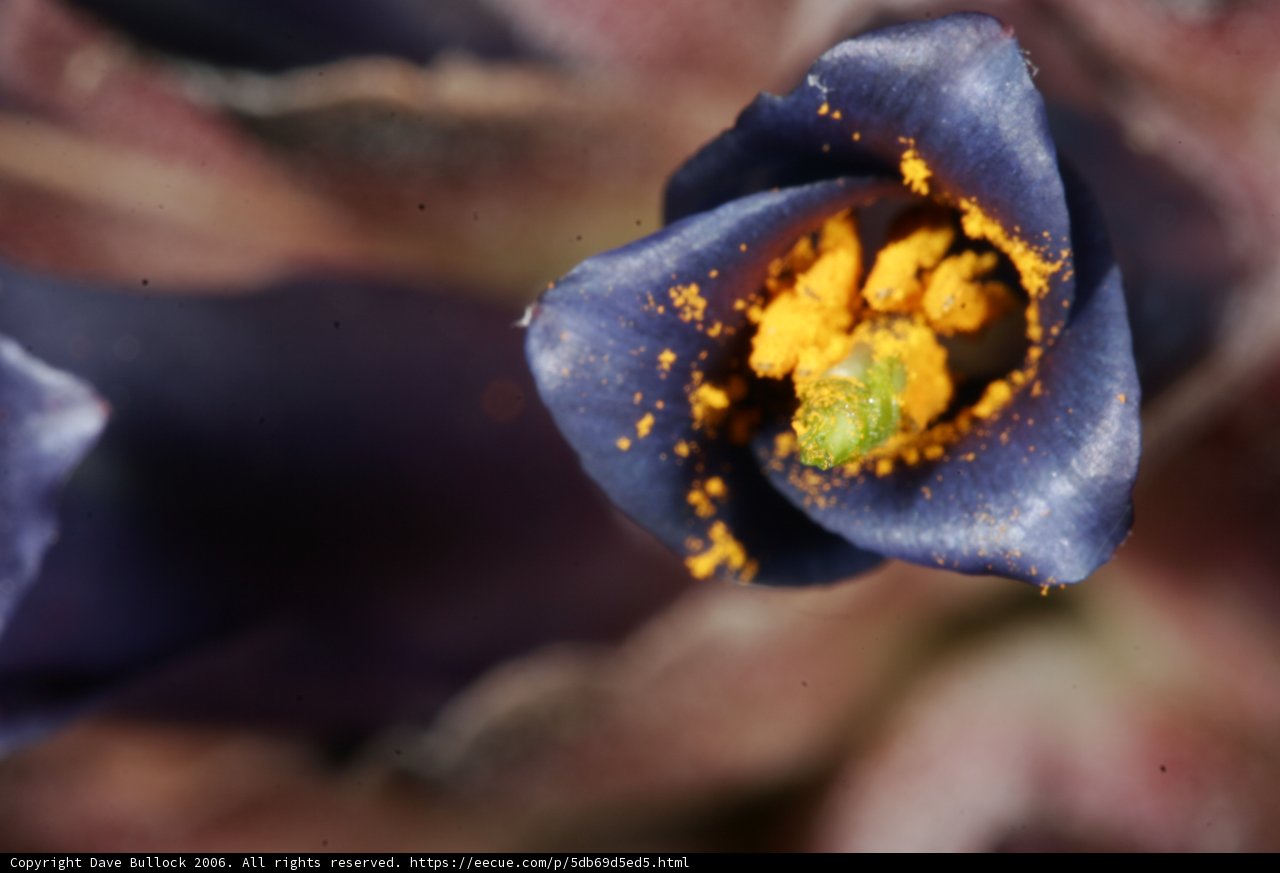 Purple Flower with Vibrant Yellow Pollen
