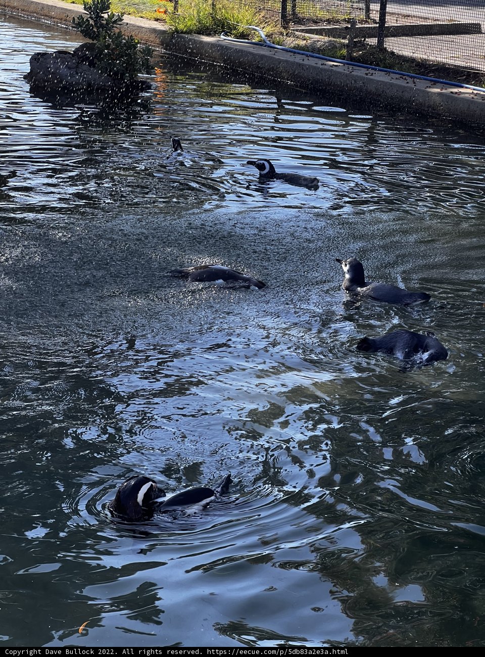 Penguin Pool Party