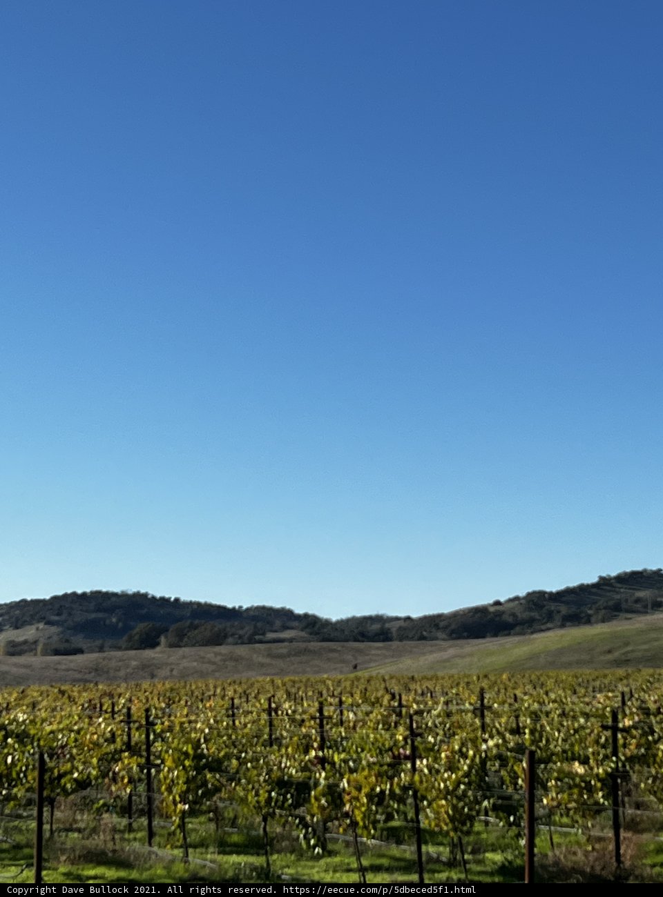 Rolling Hills and Rows of Vines