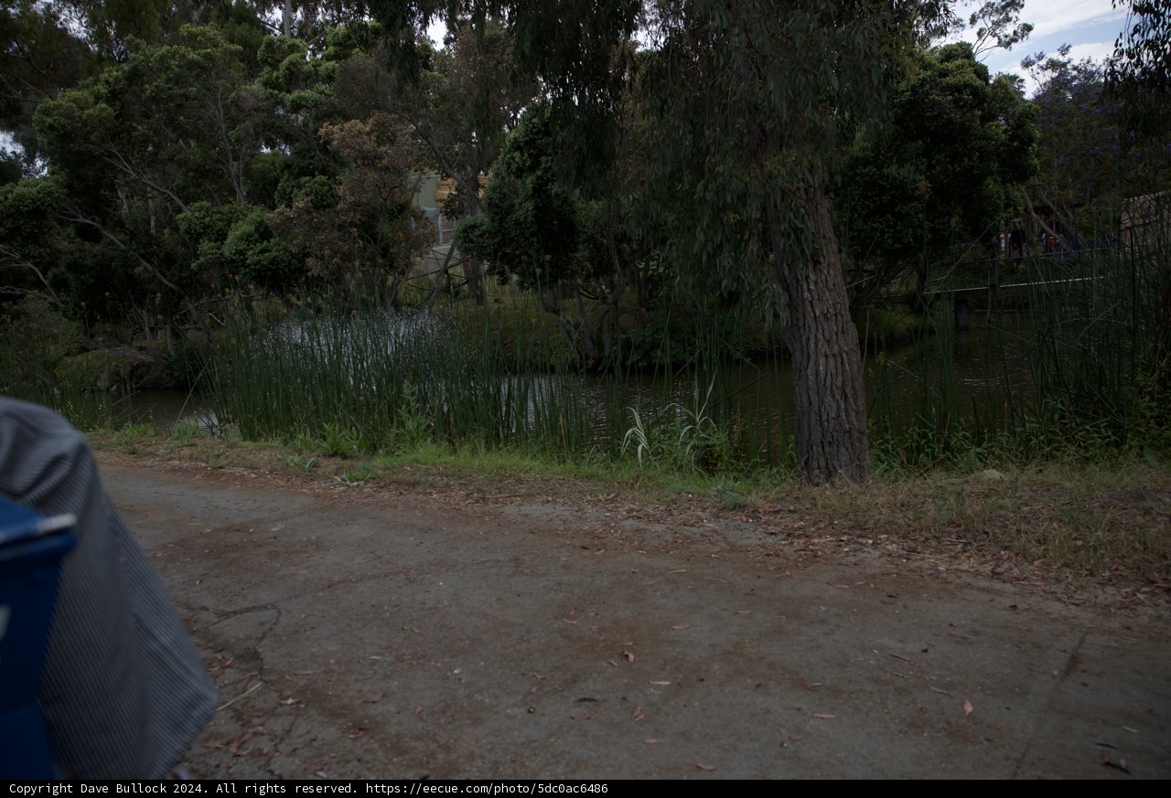 Tranquil Moments by the Pond