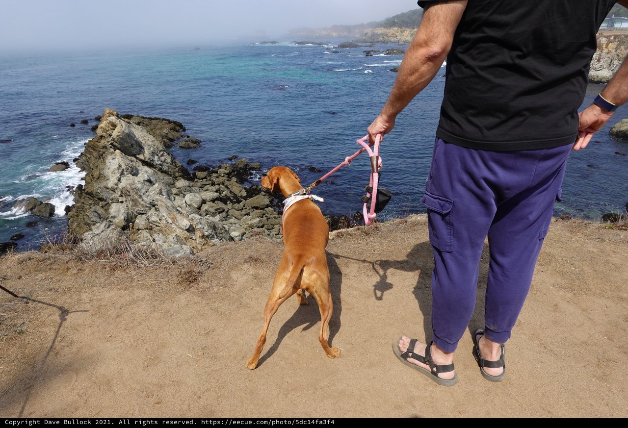 Coastal Walk with Golden Dog by Ocean