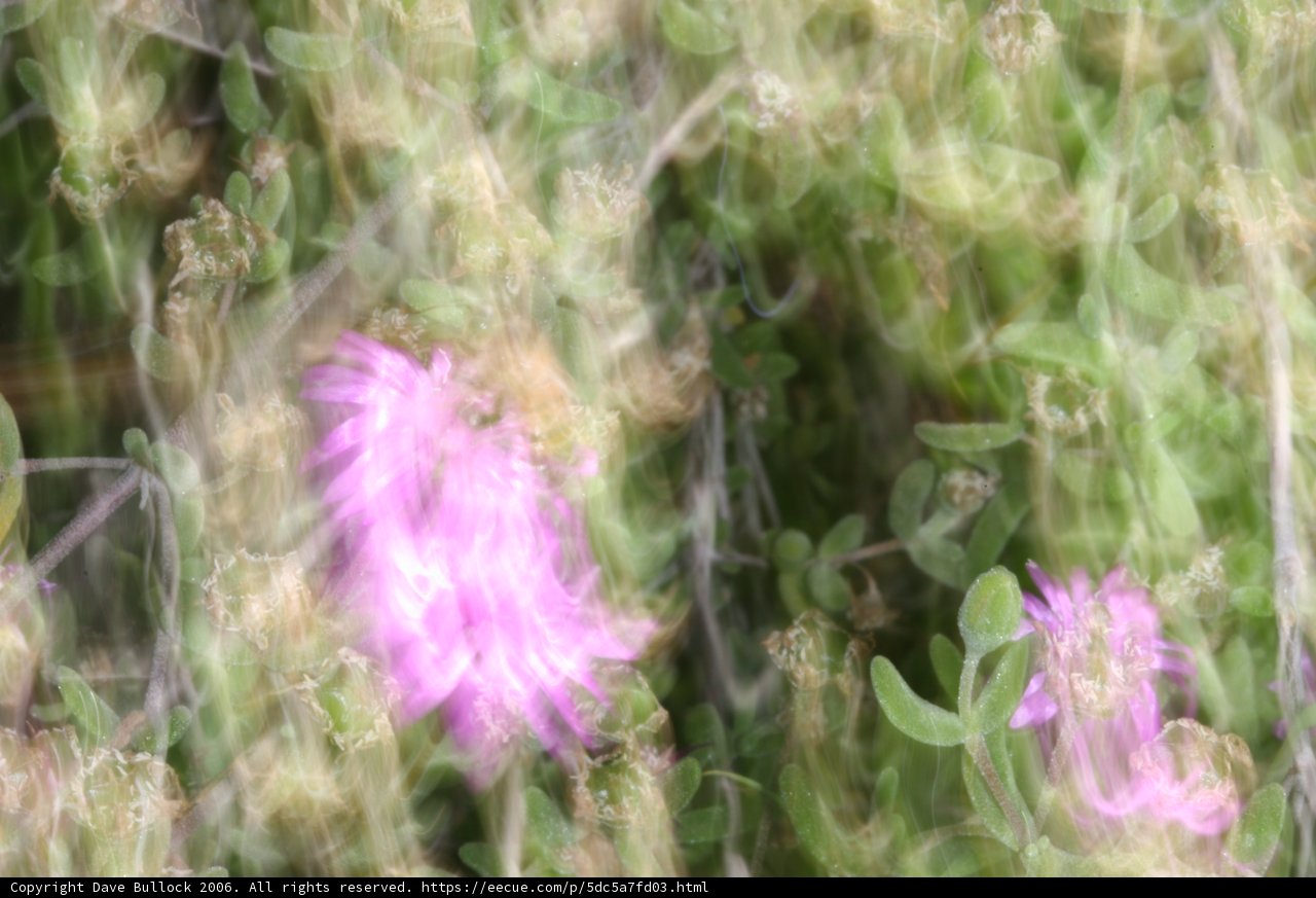 Blurry Purple Daisy