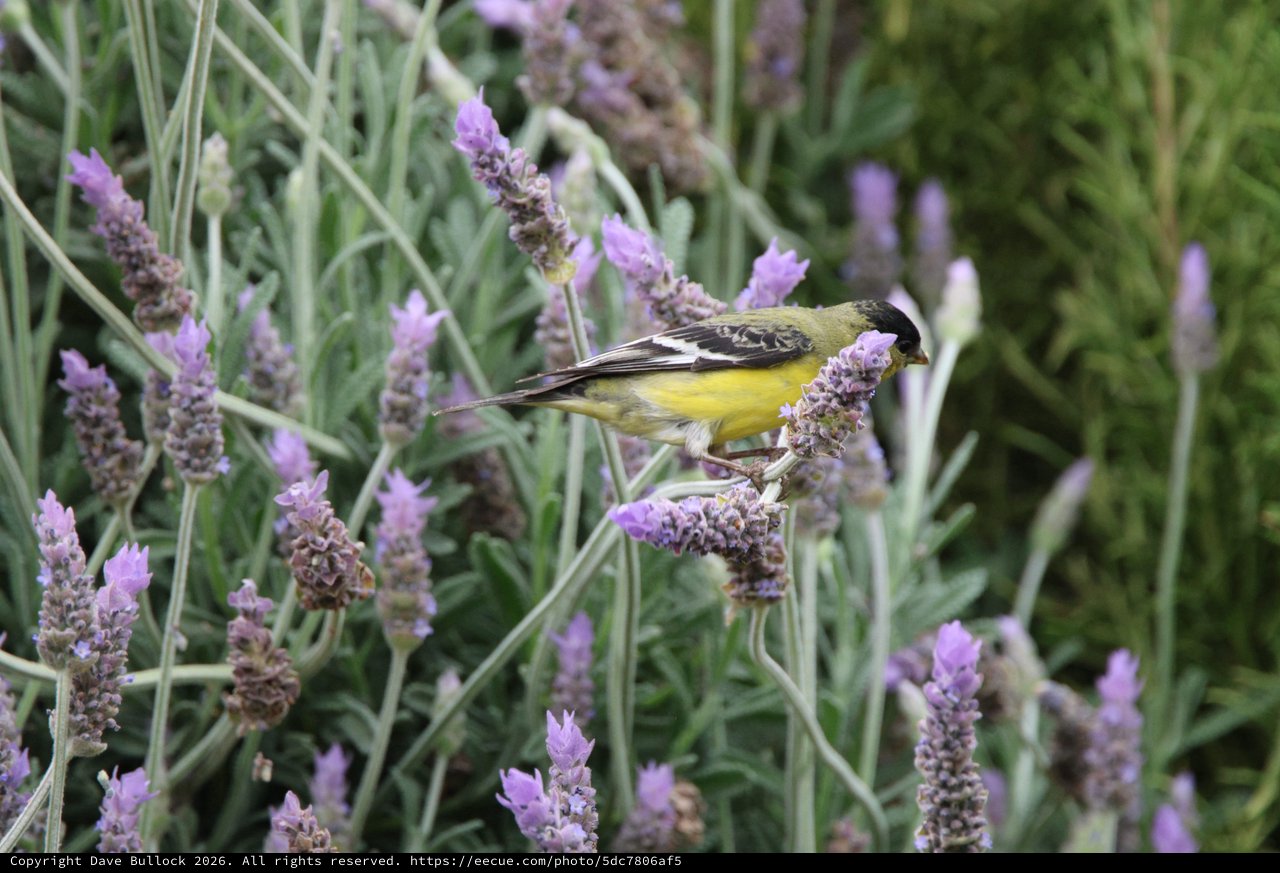 Lesser Goldfinch Feeding on Lavender Blossoms