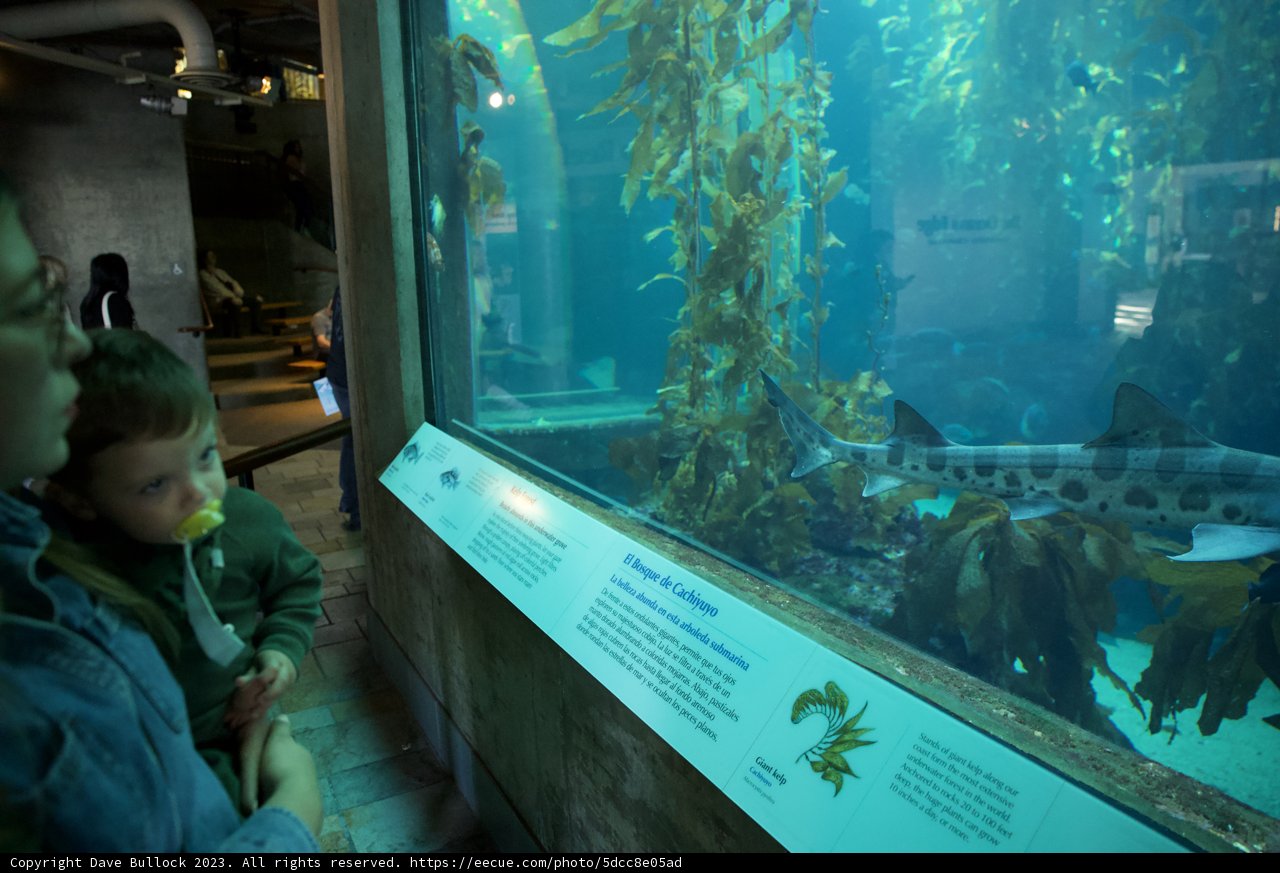 Underwater Exploration at Monterey Bay Aquarium