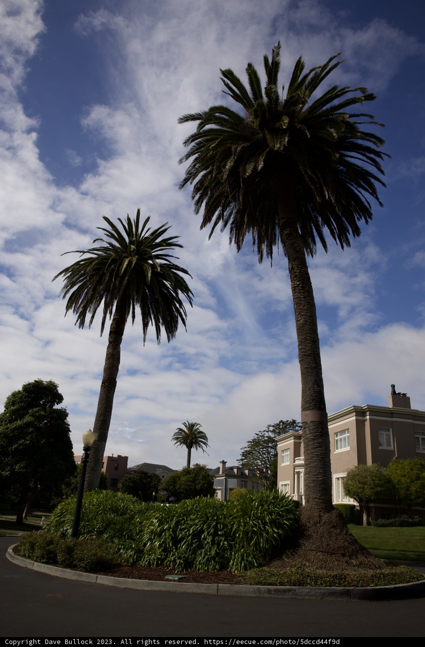 Palm Trees Perspective: A Street View in Spooky San Francisco
