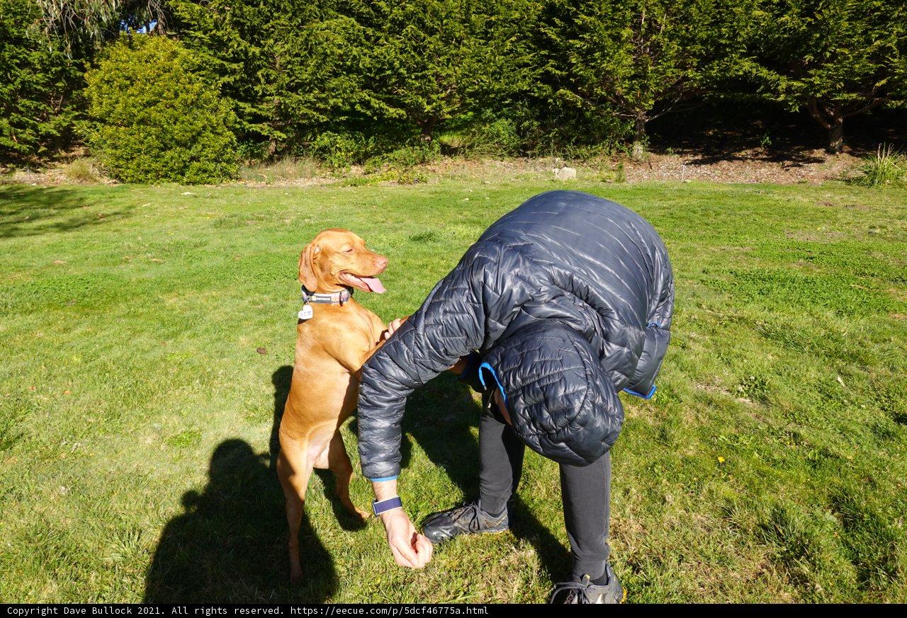 Man and Dog Enjoying a Peaceful Afternoon in the Grass