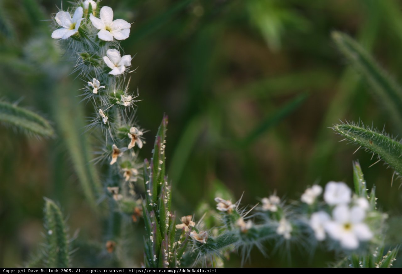 Geranium Blossom Amidst a Field of Petals