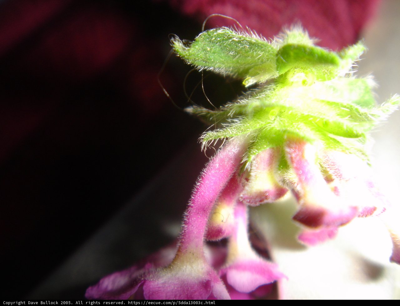 Fascinating Geranium Flower