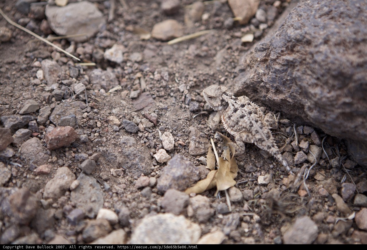 Lizard's Rocky Abode