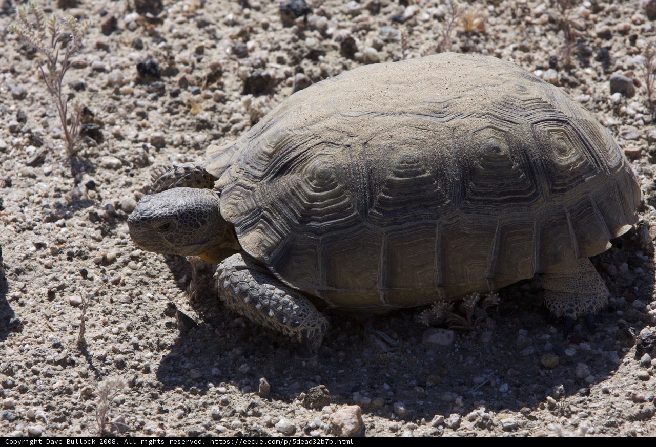 Desert Turtle Adventure