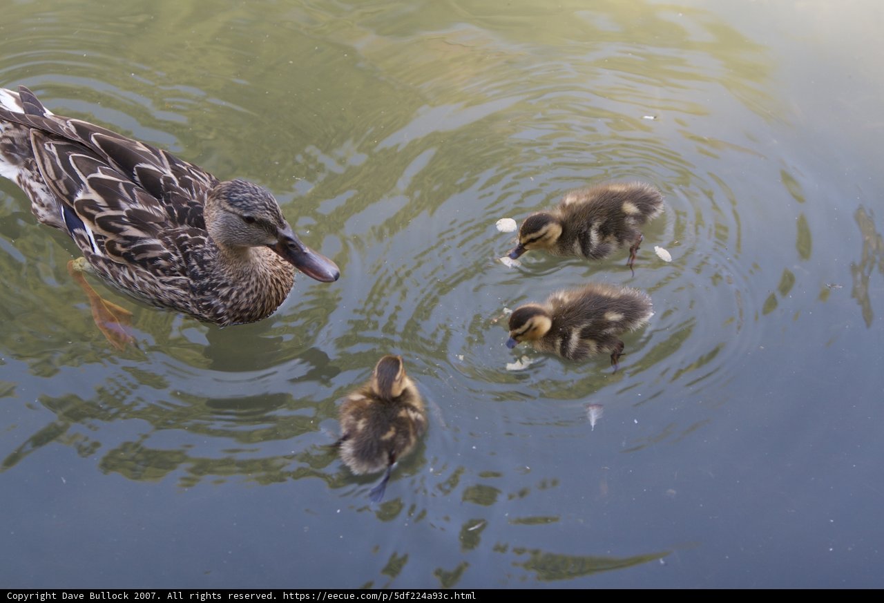 Mama Mallard and her Chicks