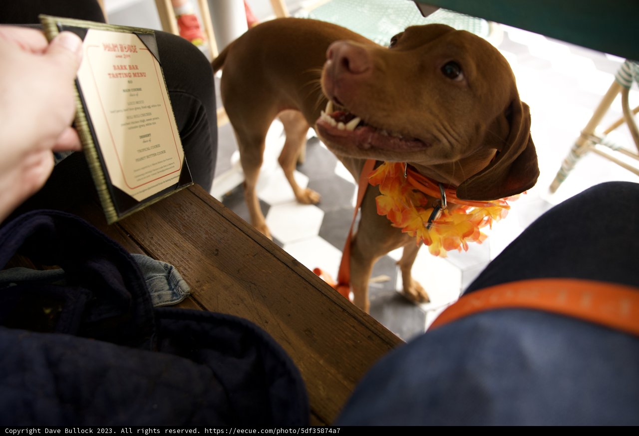 My Finicky Fur-Friend Selecting His Supper