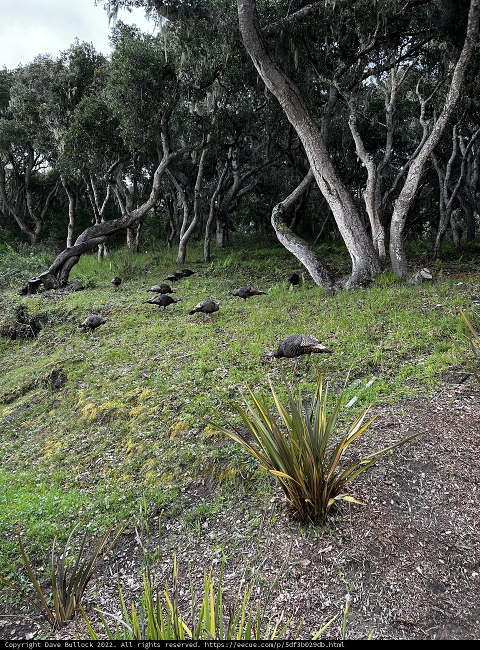 Turtle Gathering in the Grass