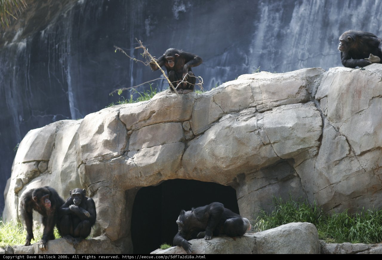 Primate Paradise