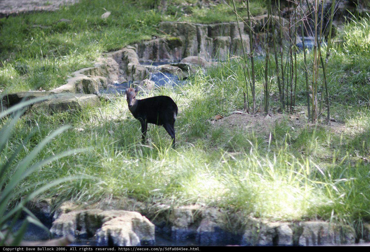 A Black Bird by the Stream in the Zoo
