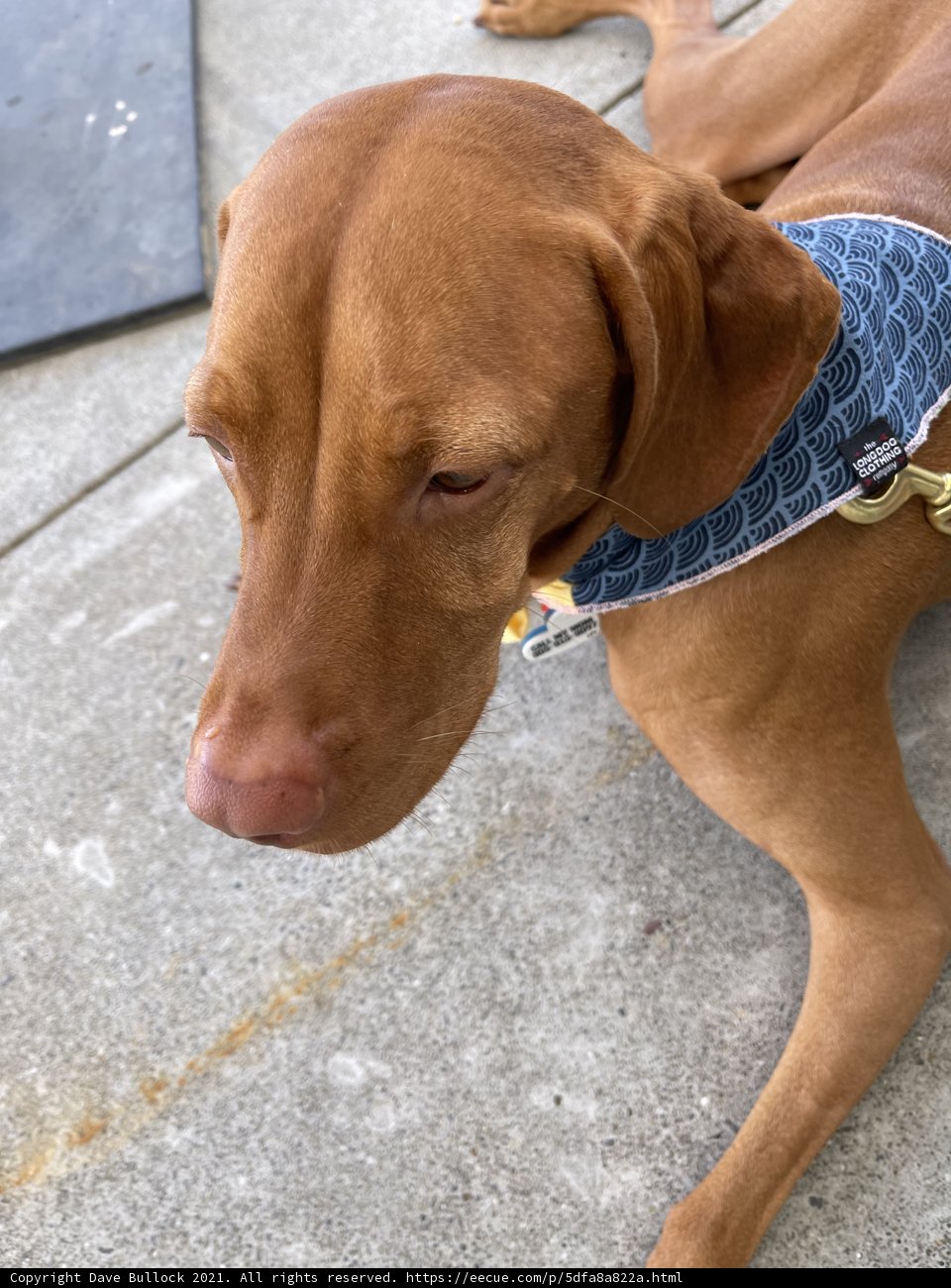 Blue Collared Vizsla Resting in Napa