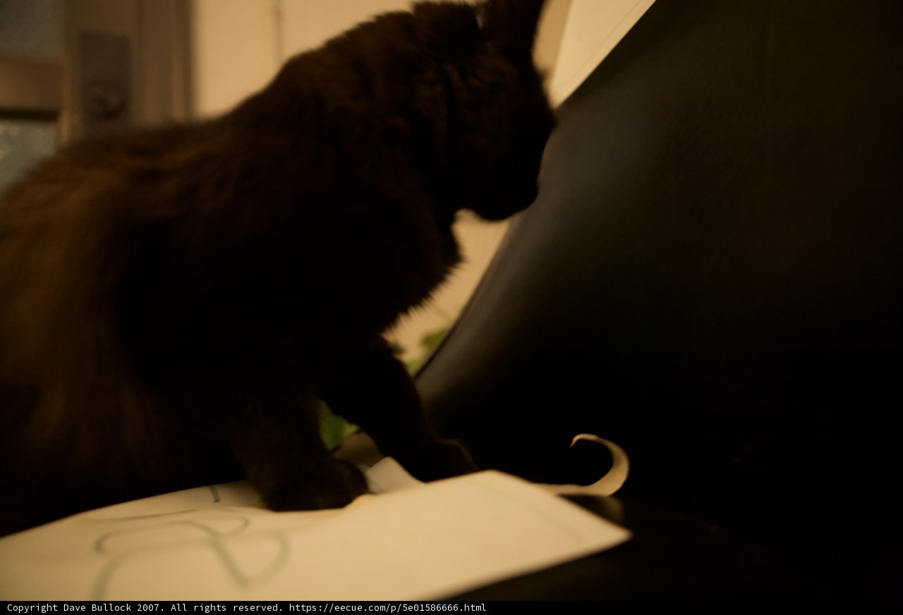 Midnight Companion