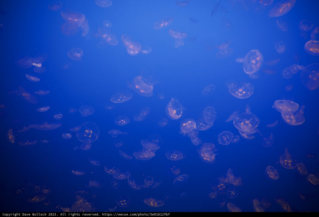 Ocean Ballet: The Jellyfish Dance