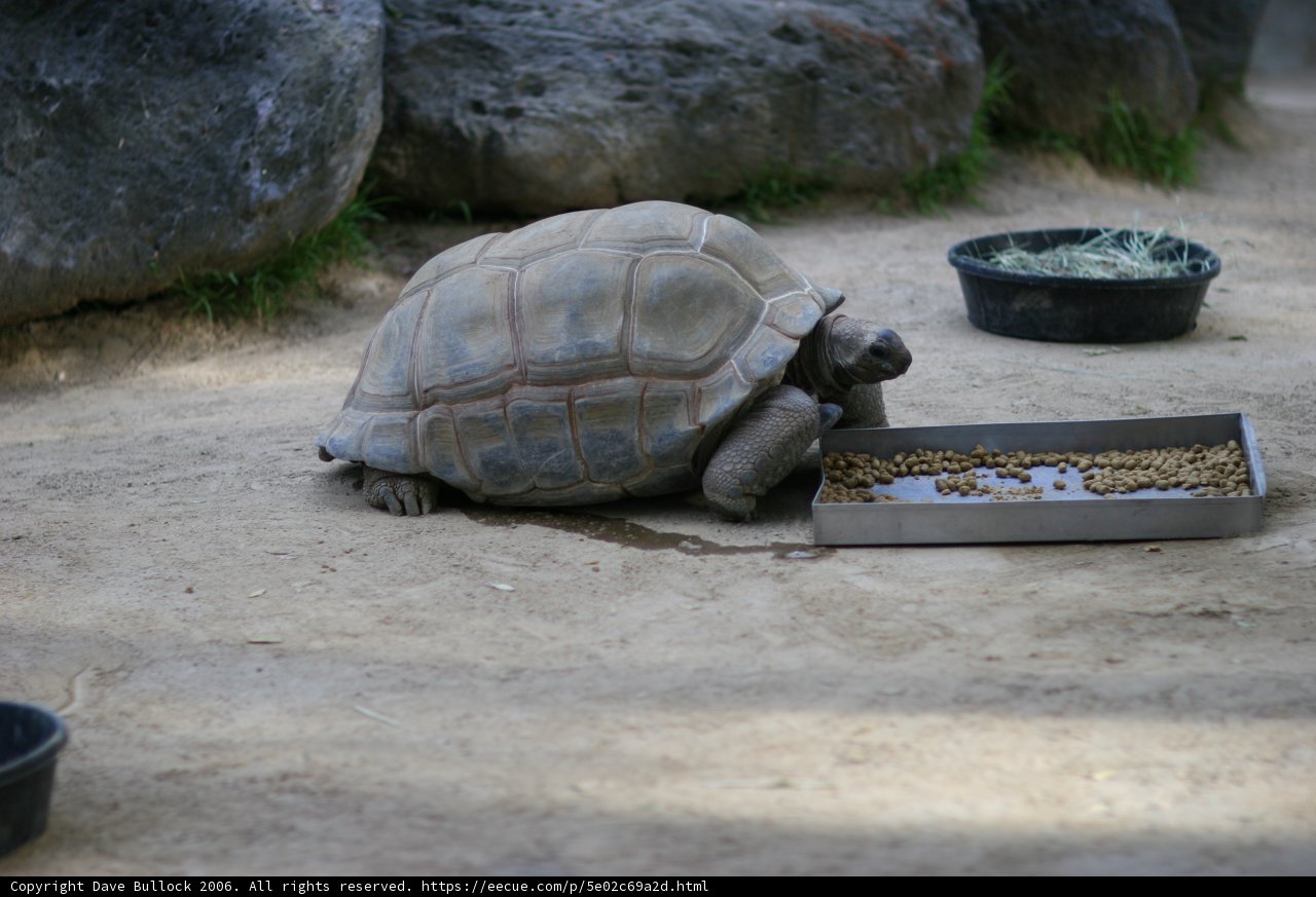 Munching Turtle