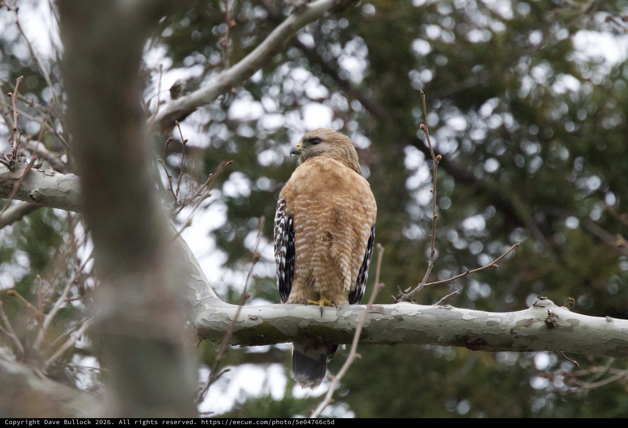 Red-Shouldered Hawk Perched on Winter Branch