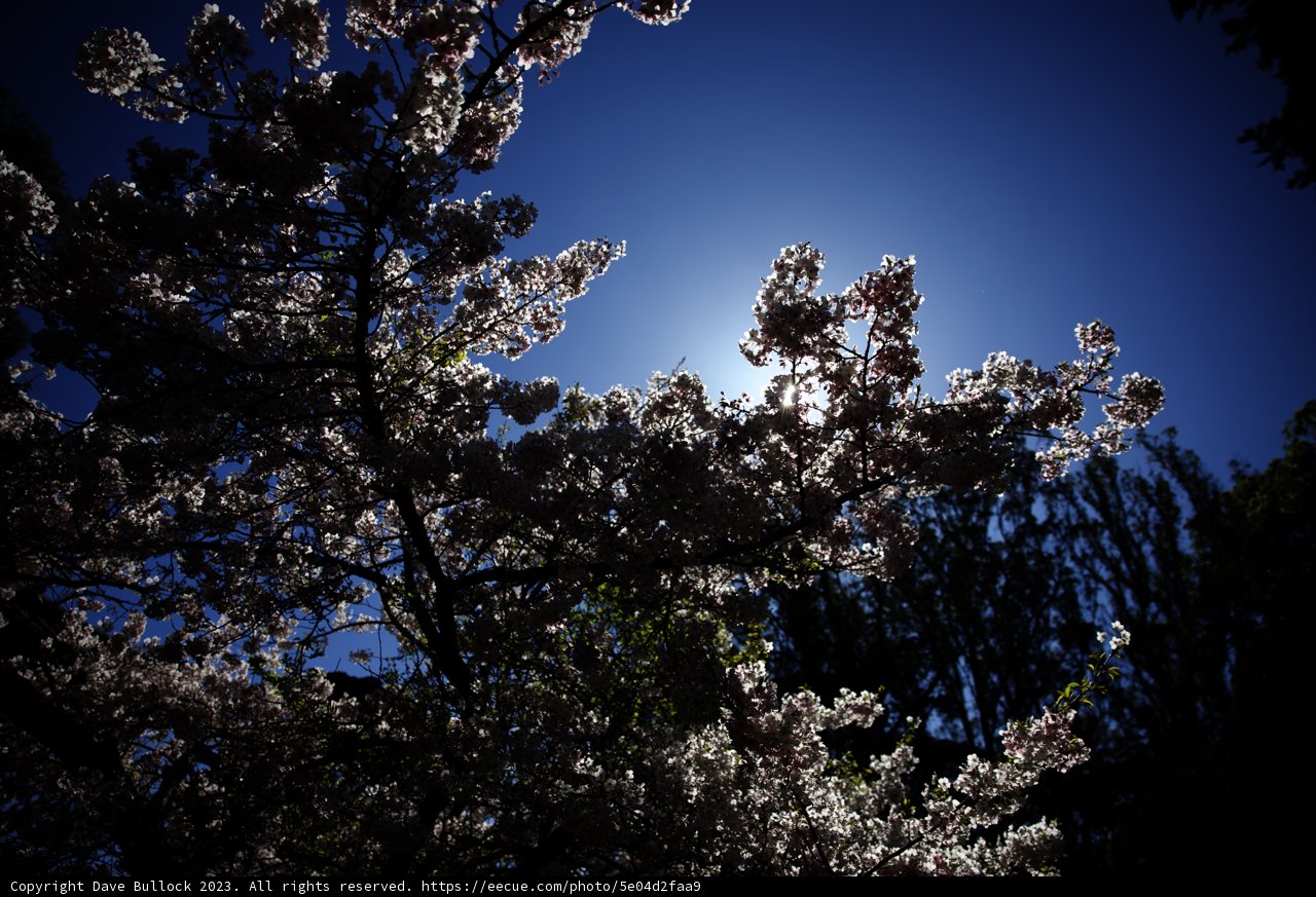 Cherry Blossoms Kissed by Sunlight