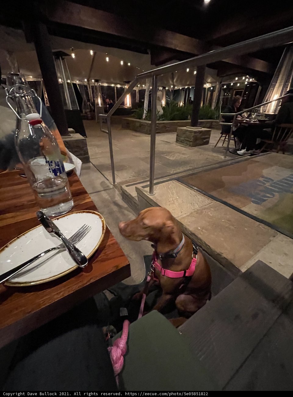 The Pup at the Pub