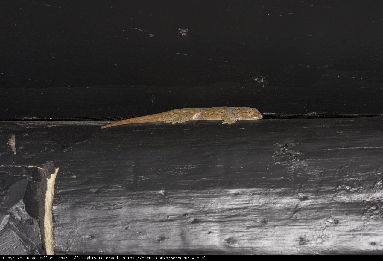 Lizard on a Slate Wall