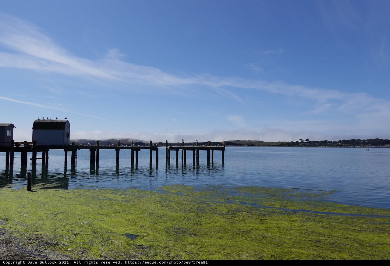 Serene Waterfront Pier with Green Algae Bloom
