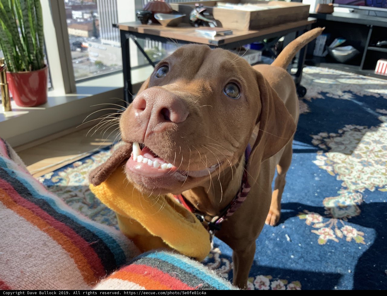 Canine Temptation