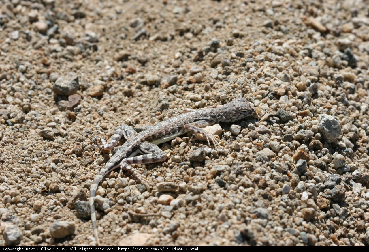 Desert Lizard Sunbathing