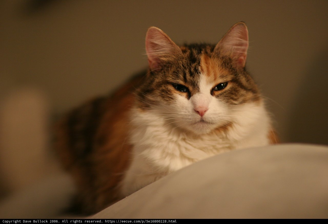 Cozy Couch Companion