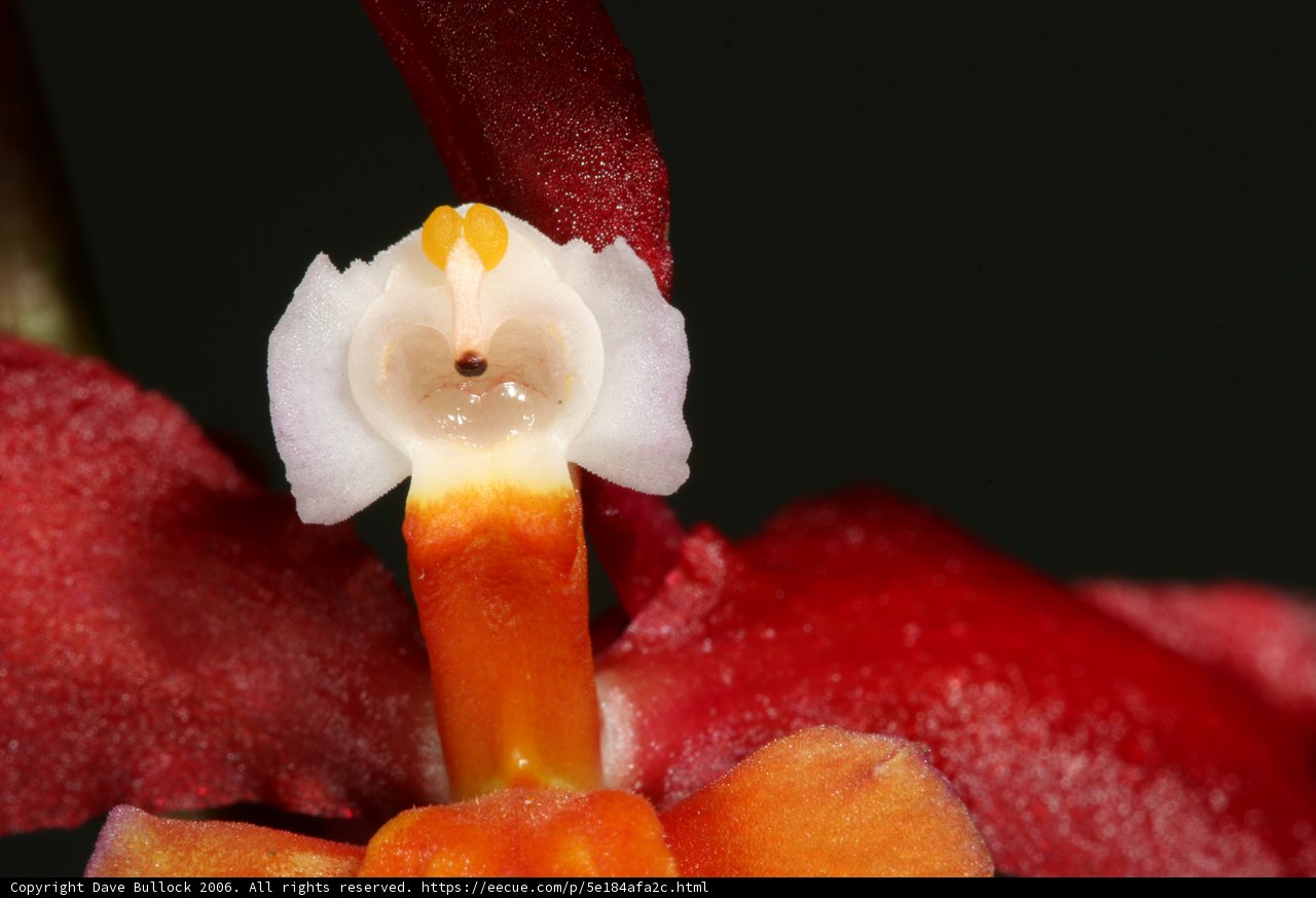 White Centered Orchid