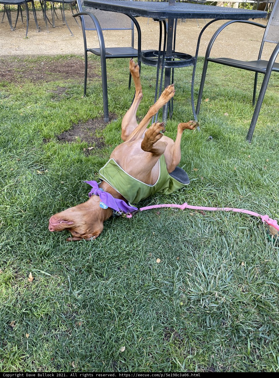 Canine Playtime