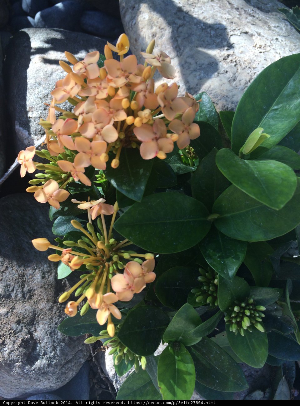 Vibrant Orange Acanthaceae Flower on Rocky Outcrop