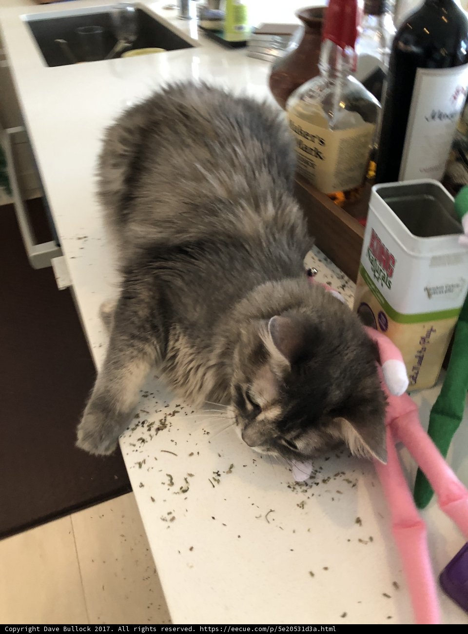 Counter-Cat Chronicles