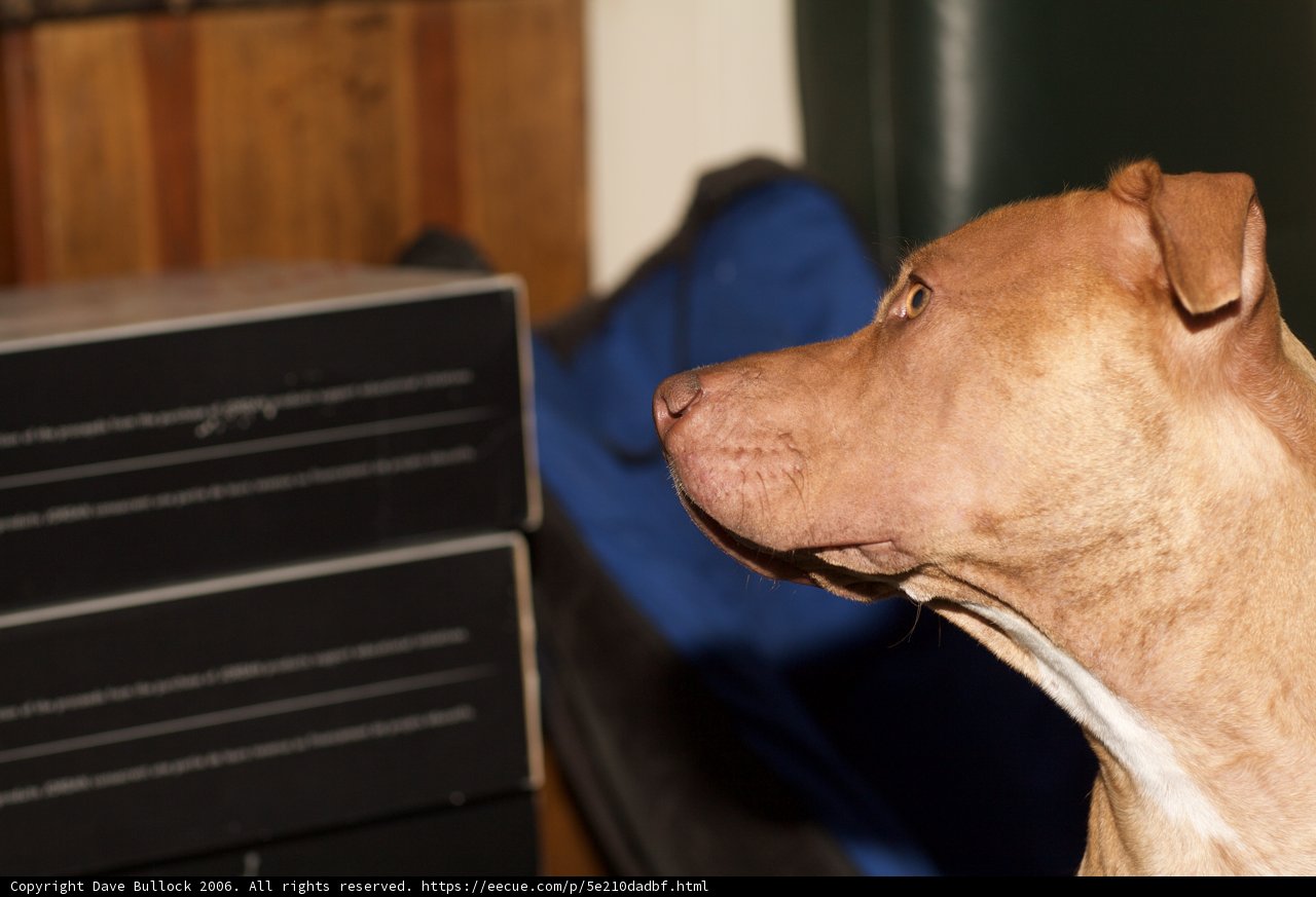 Curious Vizsla