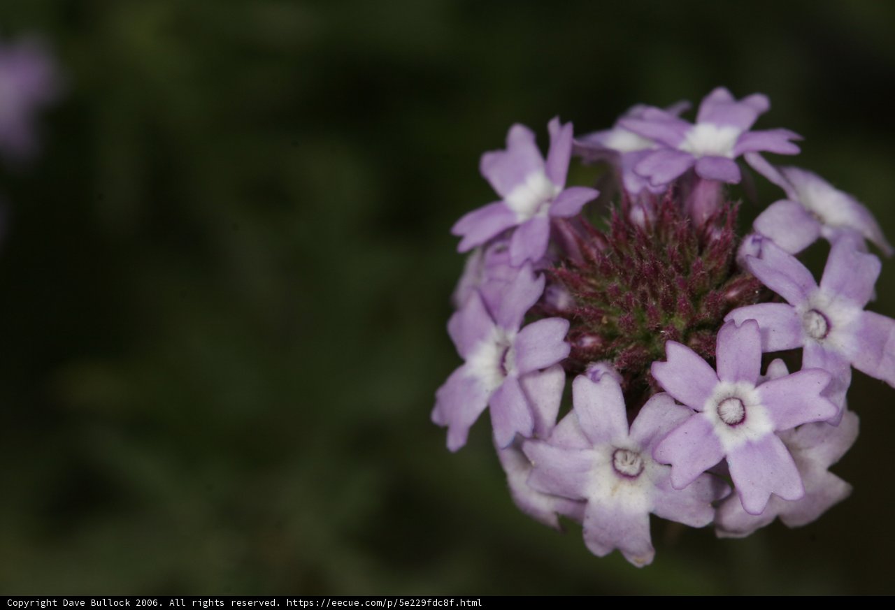 Purple Geranium in Bloom