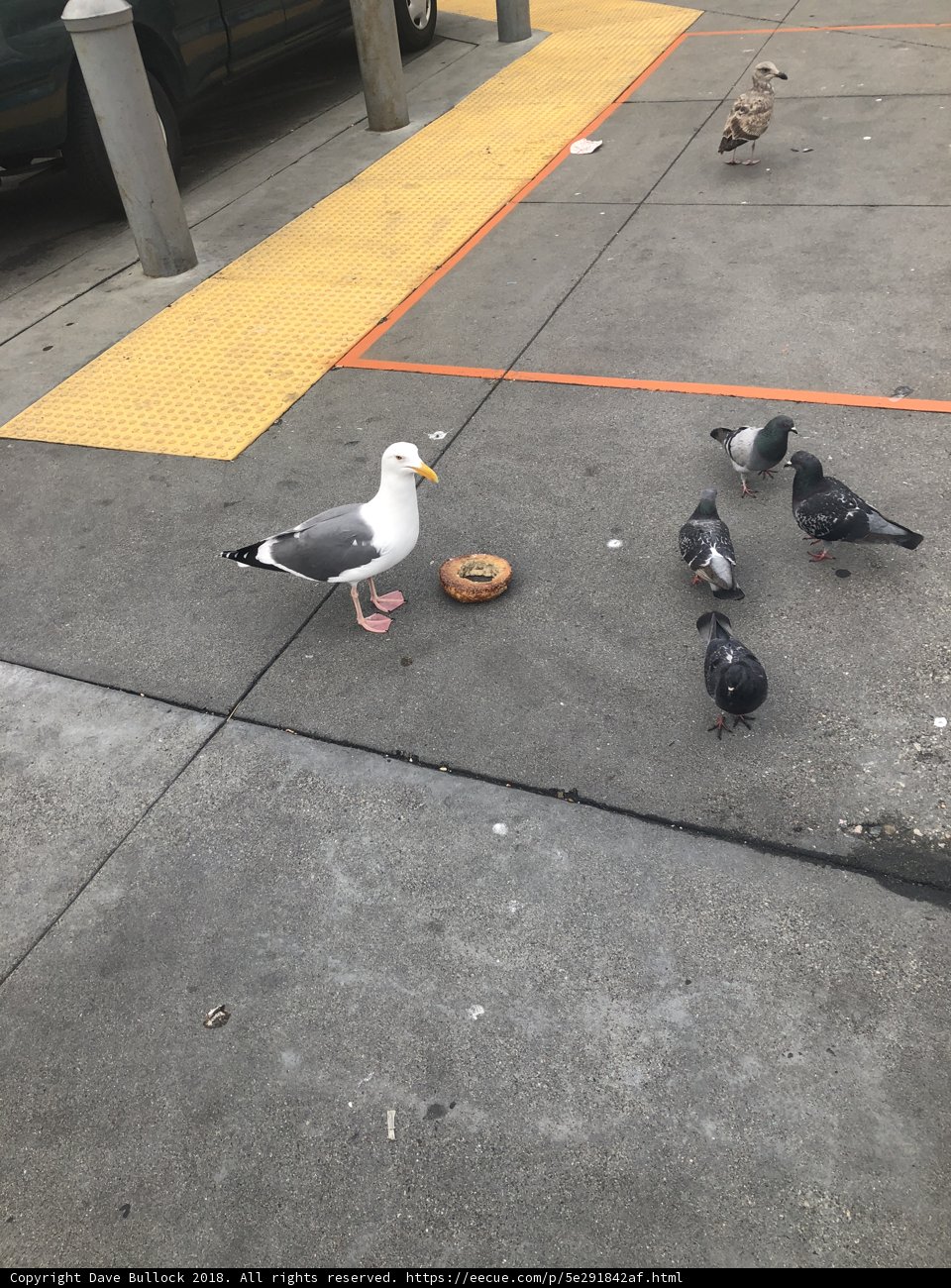 Birds on the Sidewalk Near a Donut